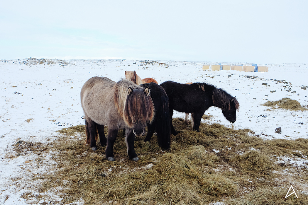 islande_chevaux