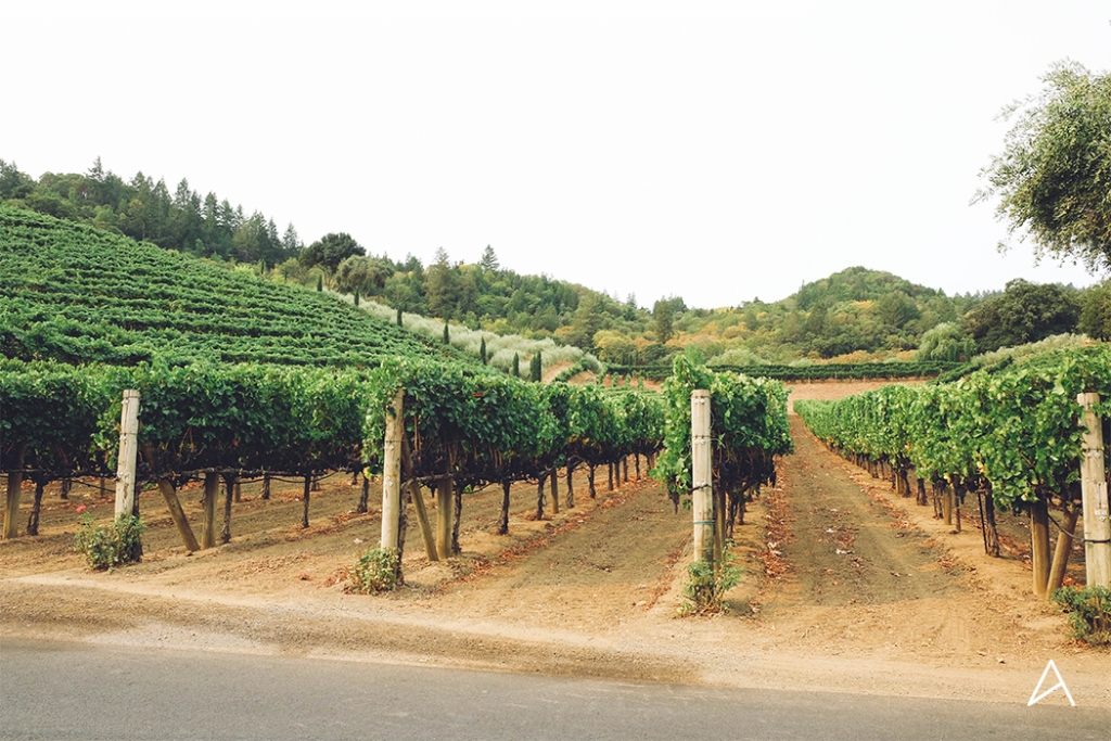 Sonoma_SipnCycle_3