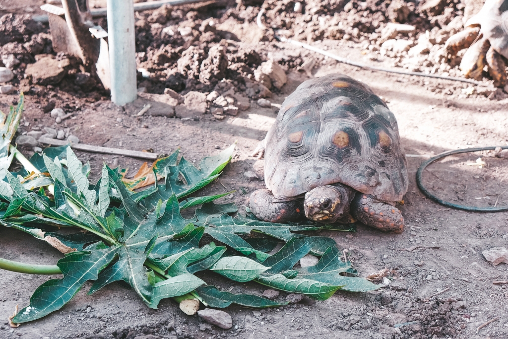 Des tortues sont présentes a la Tropenhaus de Frutigen
