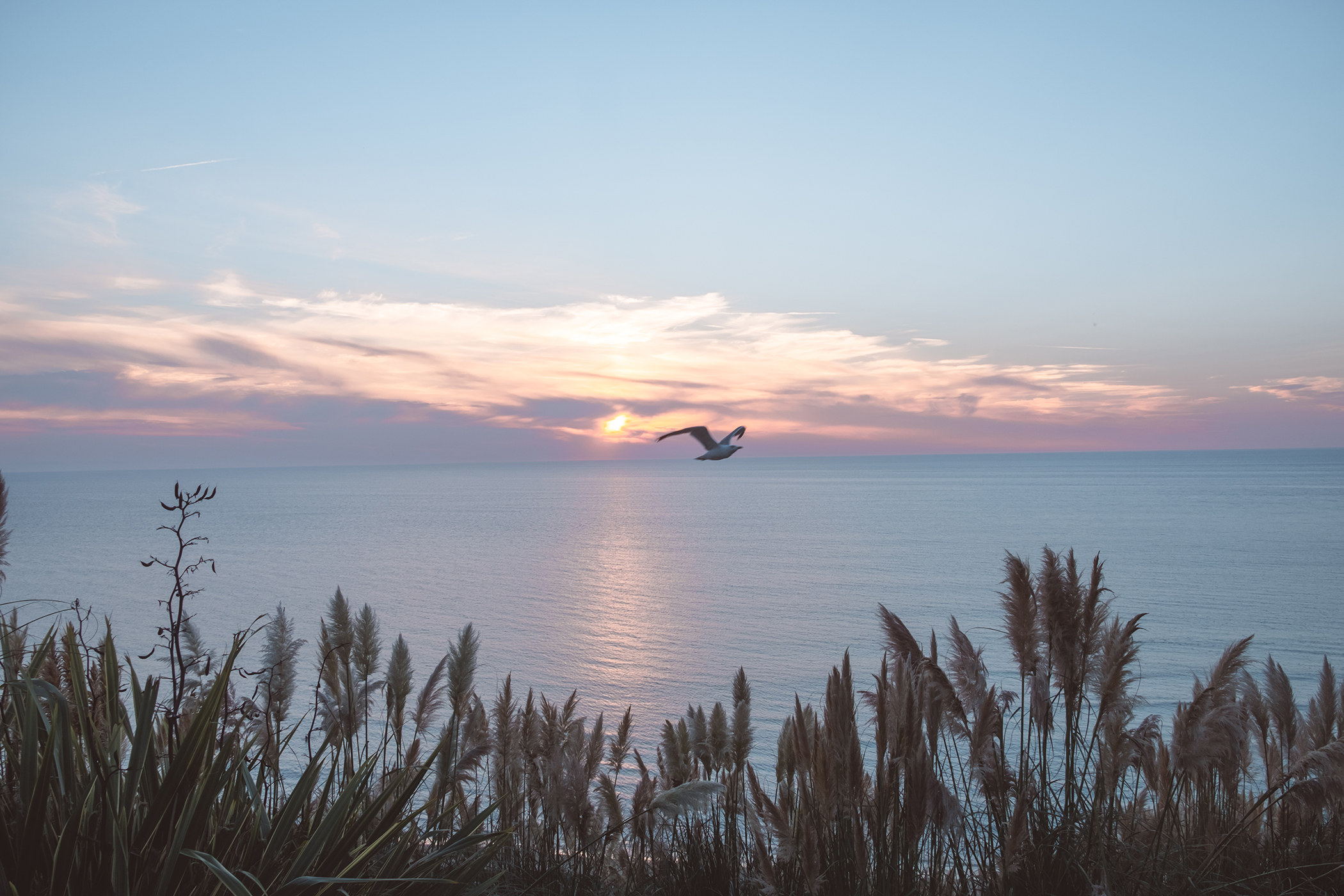 Mouette qui vole devant le coucher de soleil depuis la Côte des Basques