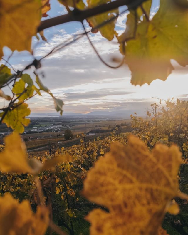 L’automne, sa couleur si douce et ses nuances dorées… J’aime de plus en plus cette saison pour la poésie qu’elle crée dans les paysages.

J’ai profité de l’été indien pour aller arpenter les vignobles du côté de Mont-sur-Rolle. 

Les vignes, le lac… que demander de mieux pour une belle vue ? Et pour vous annoncer que je suis fière d’être l’une des ambassadrices des @vins_de_la_cote !

🍁🍷🍂

#vinsdelacote #vinsvaudois #swisswine #swisswinelover #vinssuisse #suisse #schwiez #switzerland #lacote #labelterravin #aucoeurdesvignes #vaud #buvonsvaudois #terroirvaudois #wandtlanderweine #myswitzerland #myvaud #montsurrolle
